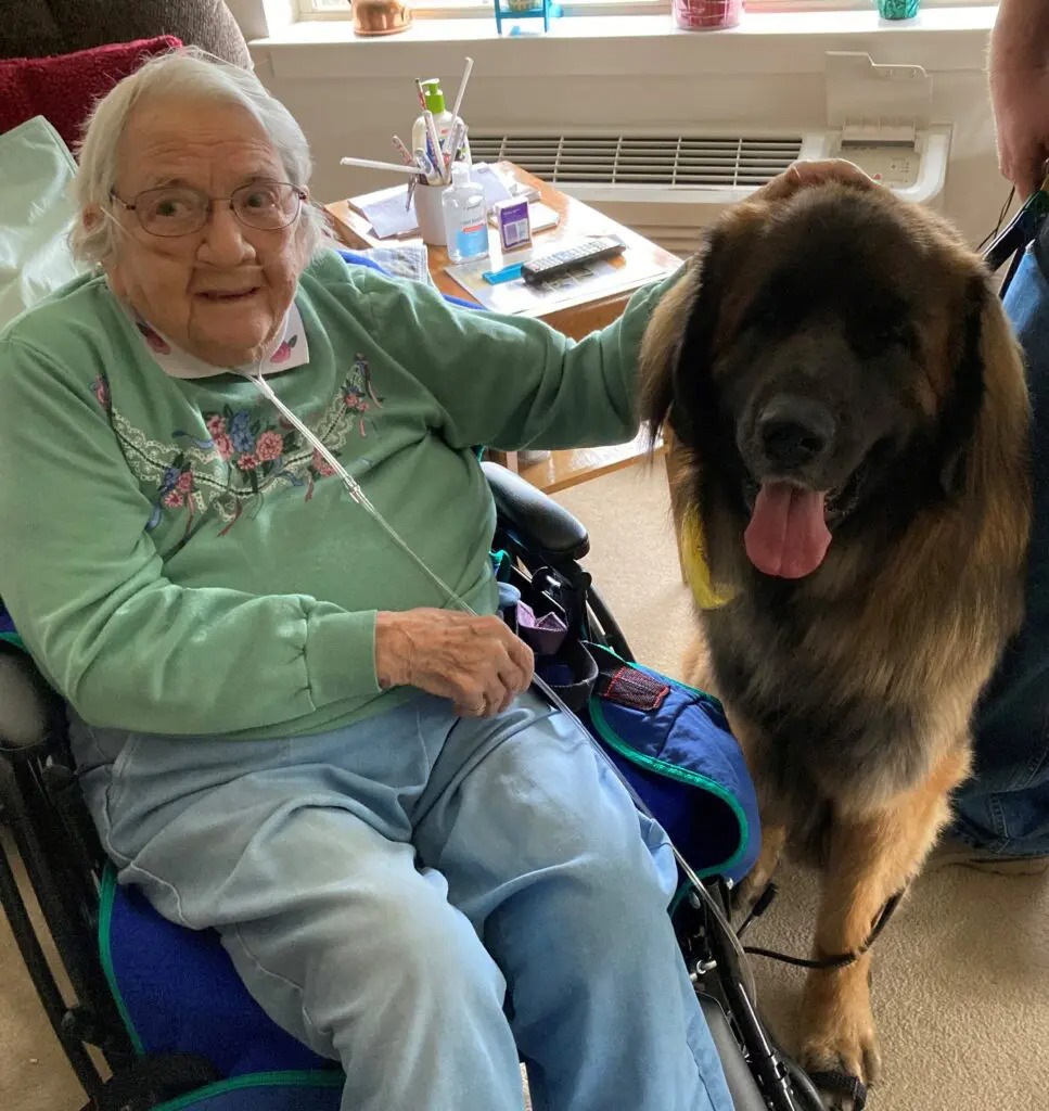 Therapy Dogs
