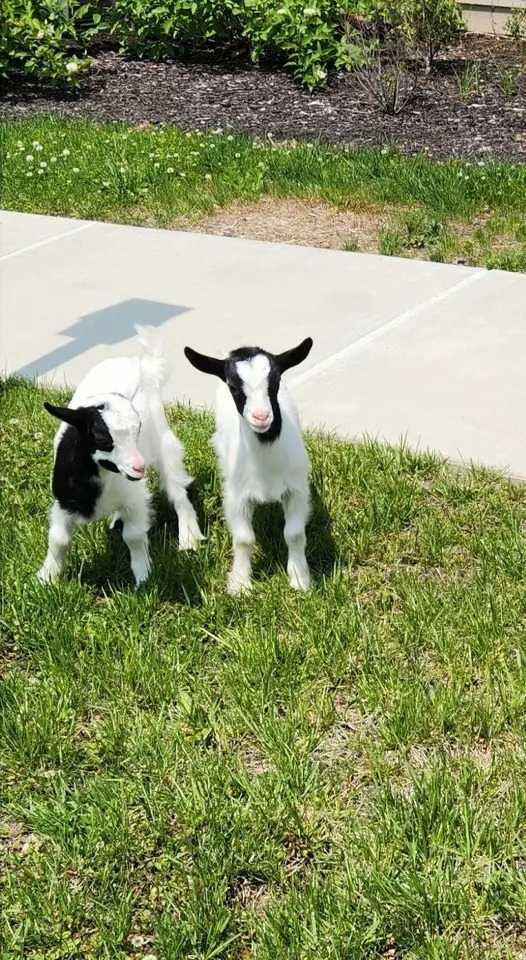Mother’s Day with Batz Farm baby goats