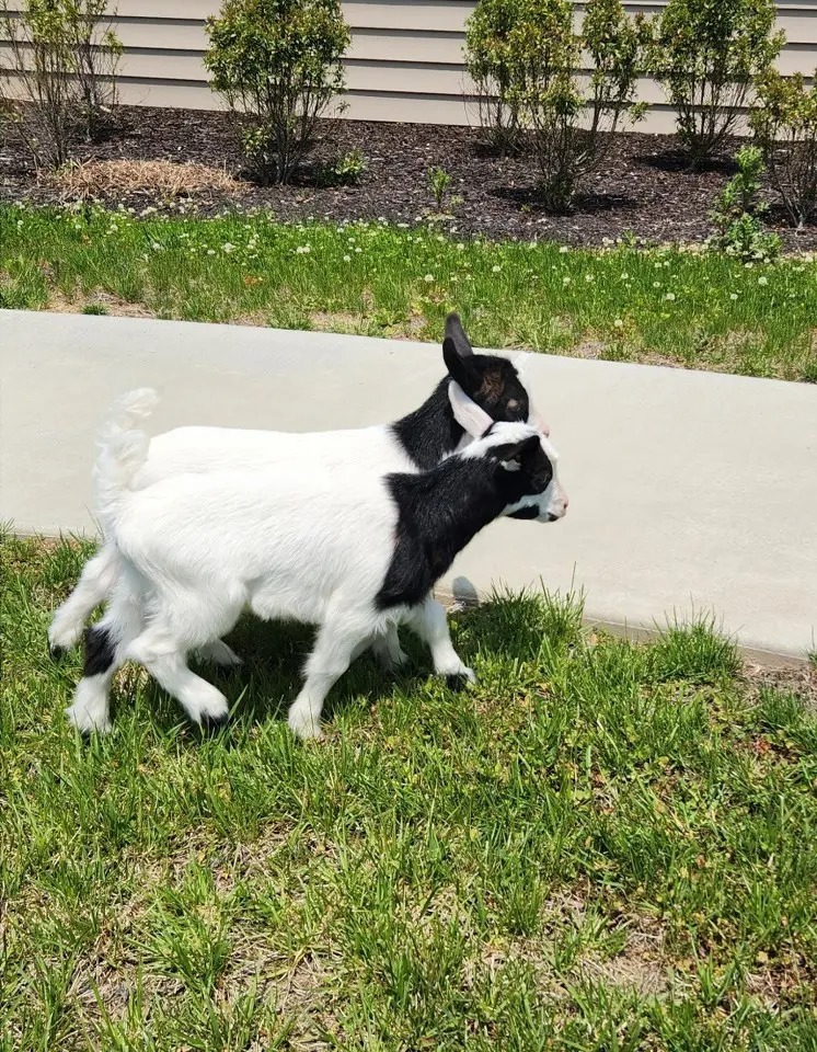 Mother’s Day with Batz Farm baby goats