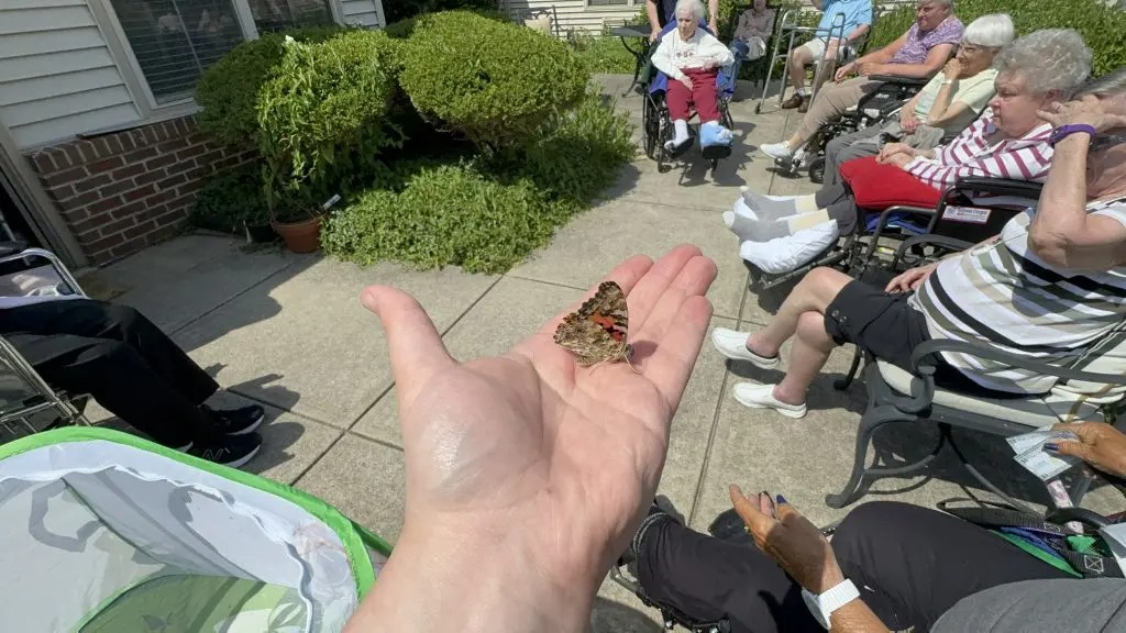 Summer Gives Us Butterflies!