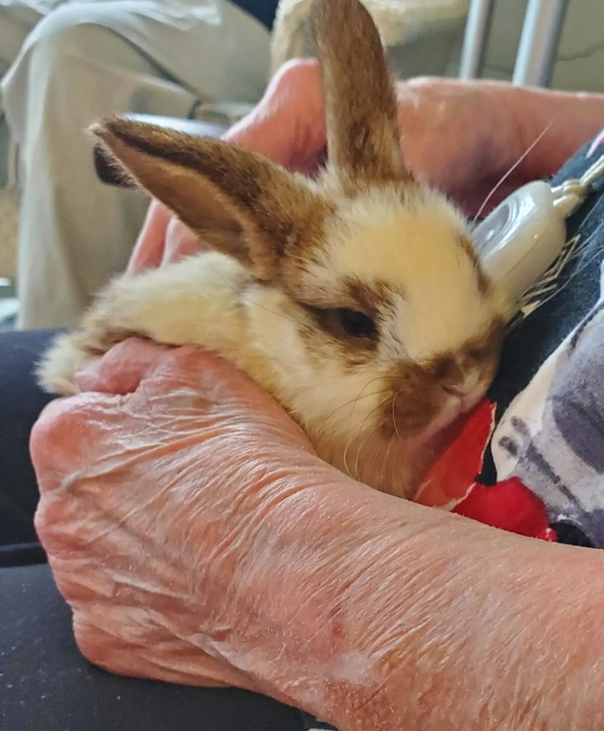 Snuggle Bunny