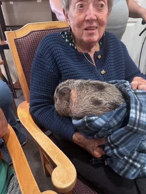 Tree Family Pigs Visit