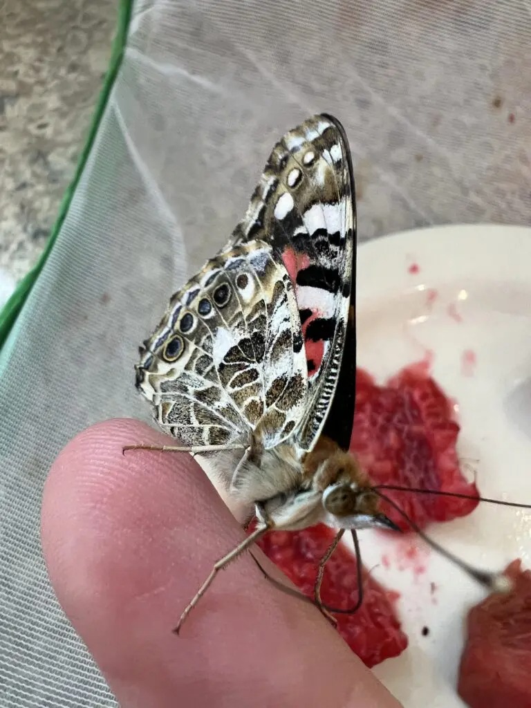 Beautiful Butterflies