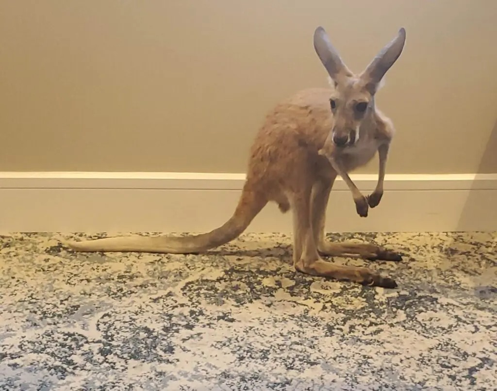 Fun with Kangaroos!