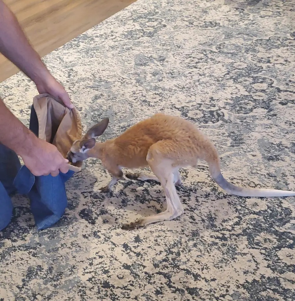 Fun with Kangaroos!