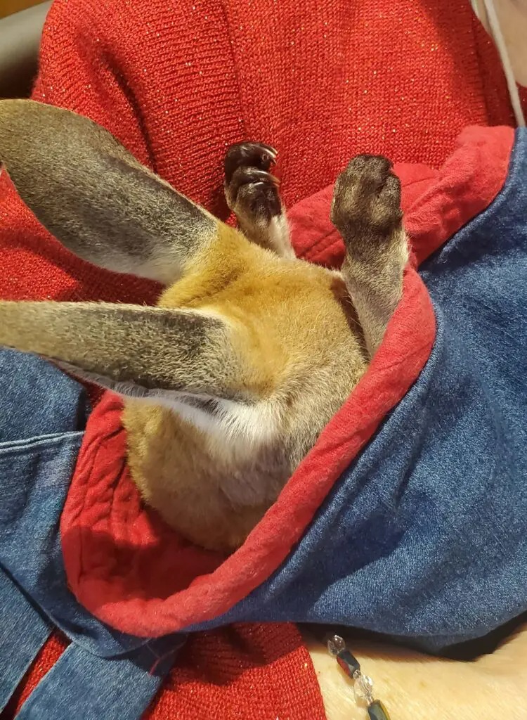 Fun with Kangaroos!