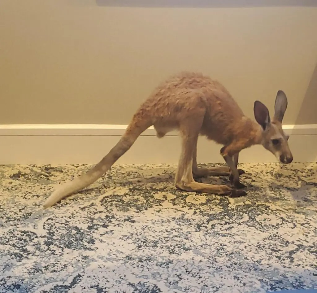Fun with Kangaroos!