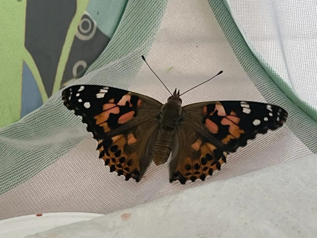 Beautiful Butterflies