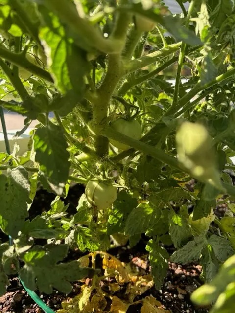 Gardening Gazette